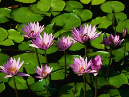 Pink Water Lillies